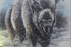 buffaloWyo2025-1