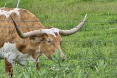 buffaloWyo2025-10