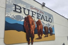 buffaloWyo2025-5