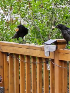 Crows on deck railing