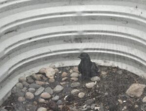 Edgar Allan Crow in the window well.